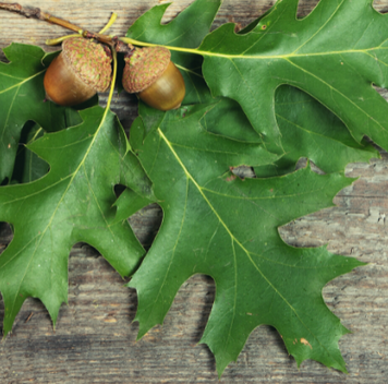 oak tree branch with acorns